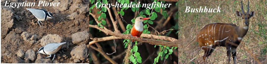 Egyptian Plover, Grey-headed ngfisher, Bushbuck